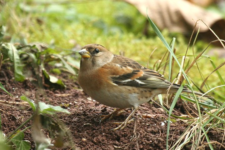 �A�g���́�