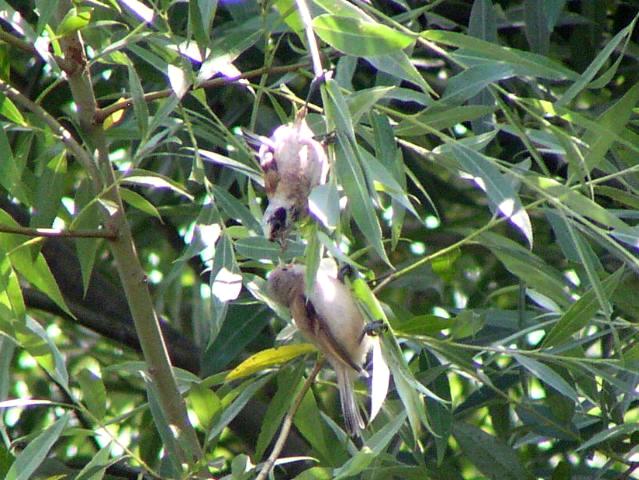 �c���X�K���̋��a