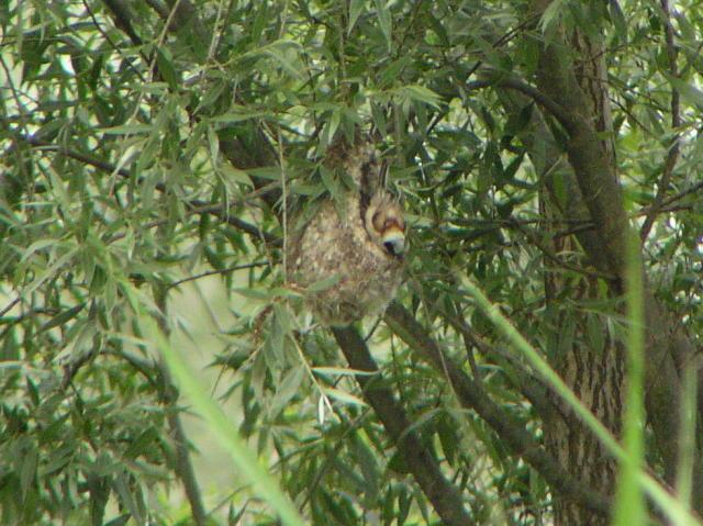 �c���X�K��