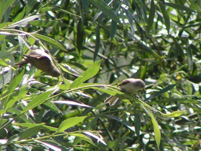 �c���X�K���̗c��