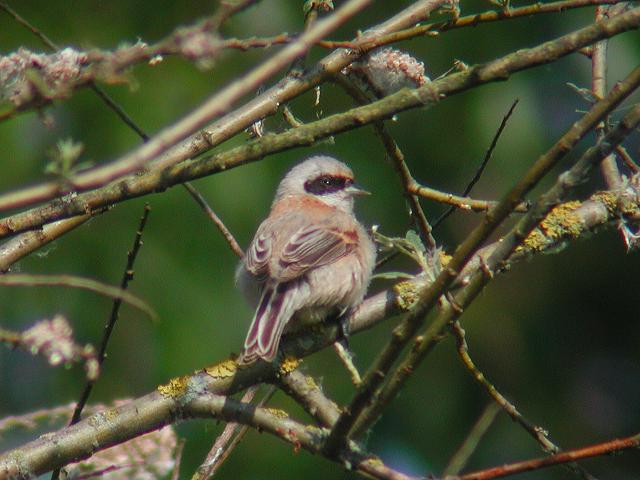 �c���X�K��