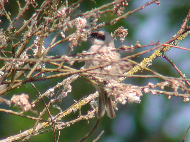 �c���X�K��