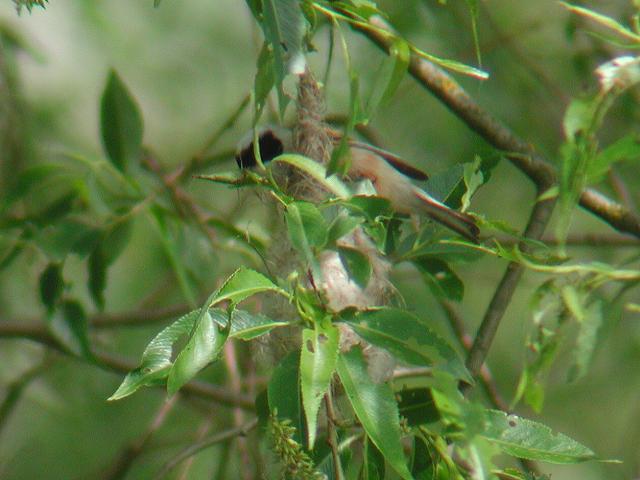 �c���X�K��