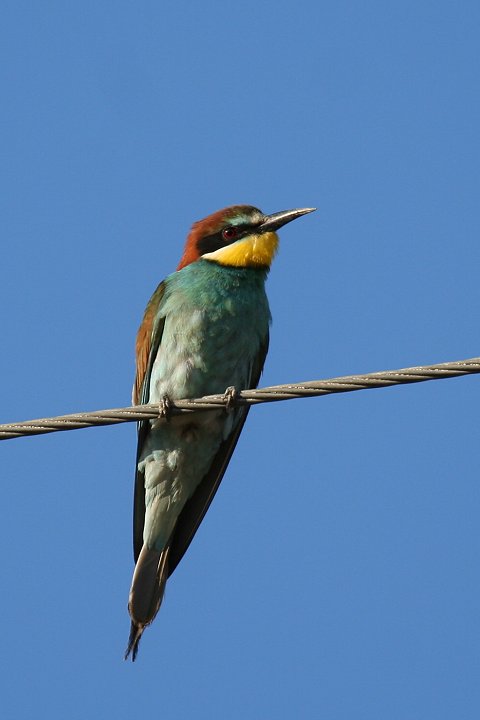 ���[���b�p�n�`�N�C