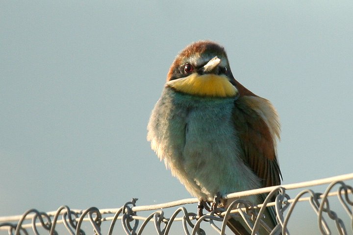 ���[���b�p�n�`�N�C