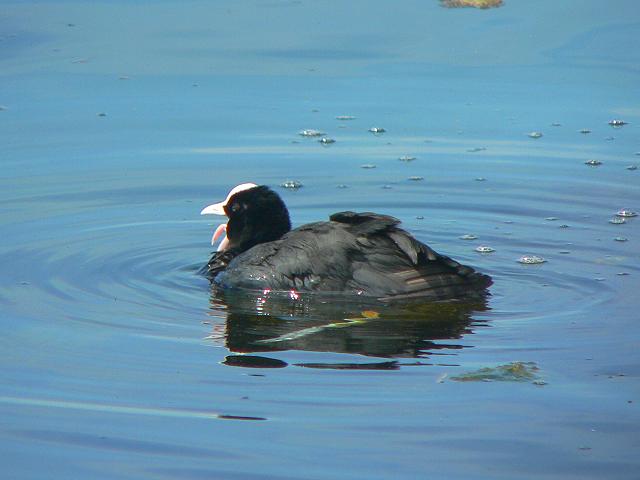 �I�I�o���i�����j