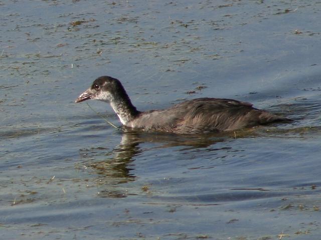 �I�I�o���̃q�i