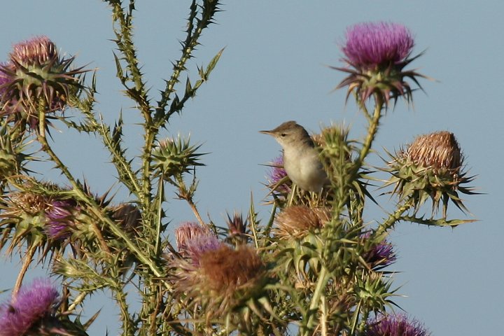 �n�C�C���E�^���V�N�C