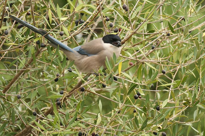 �I�i�K�i�C�x���A��������j