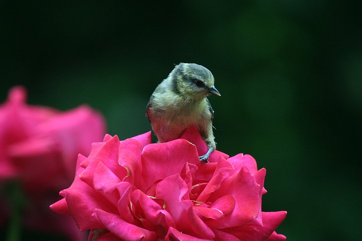 �A�I�K���̗c��