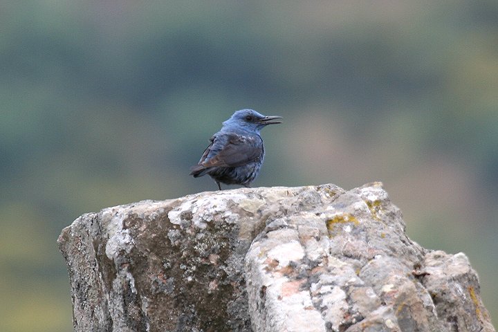 �C�\�q���h����