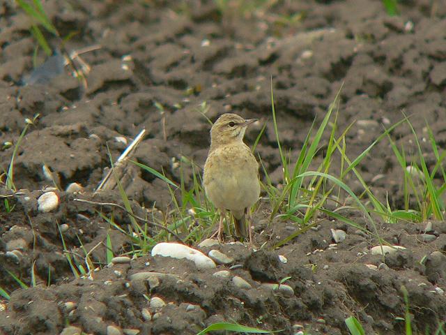 ���W�^�q�o��