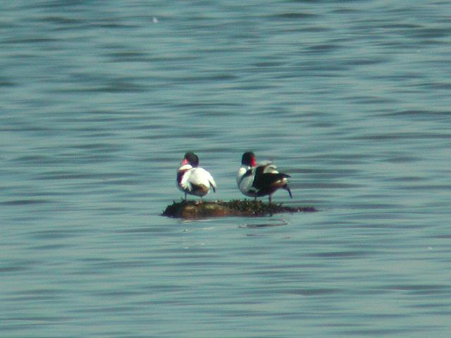 �c�N�V�K��