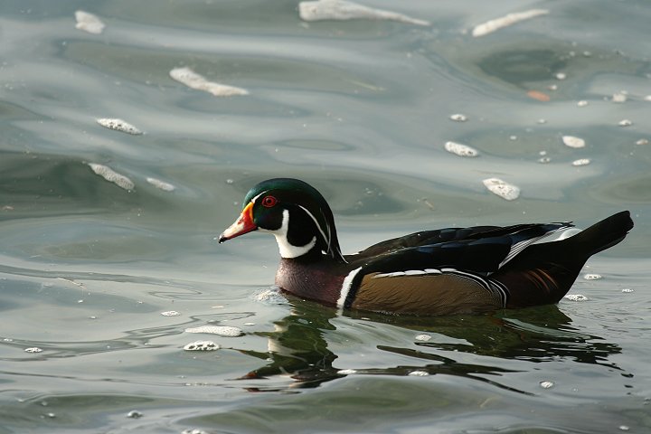 �A�����J�I�V