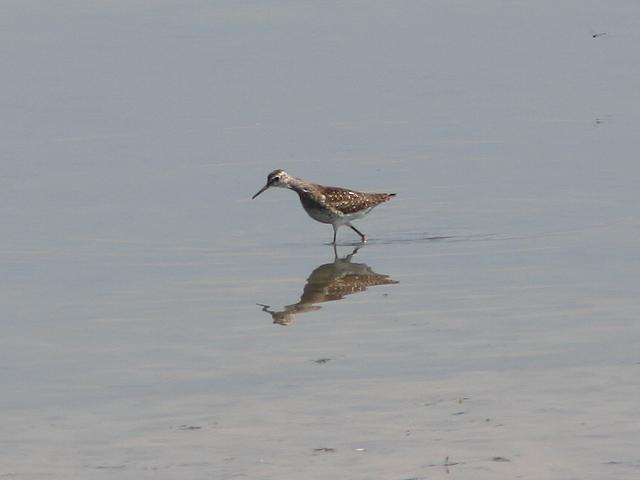 �^�J�u�V�M