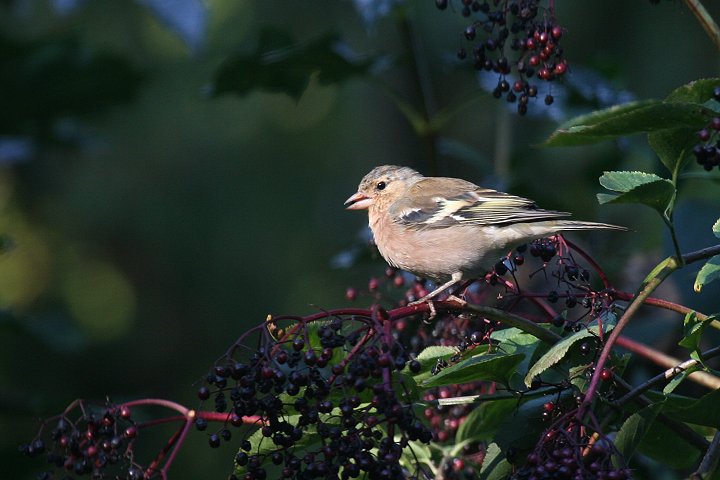 �Y�A�I�A�g���̃I�X