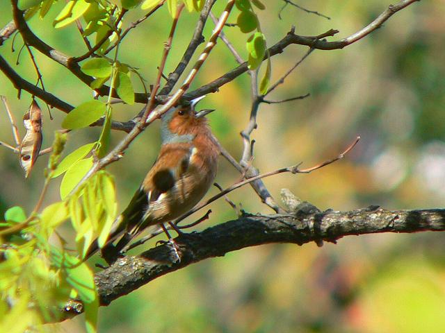 �Y�A�I�A�g���́�