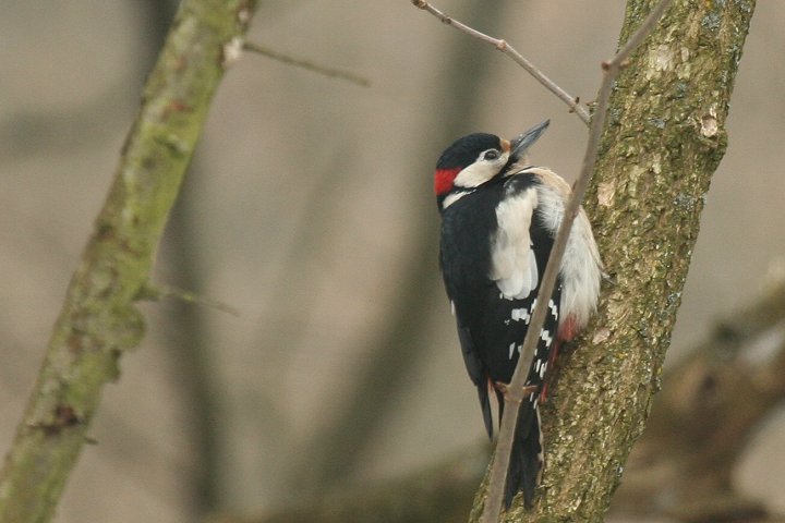 �A�J�Q���̃I�X