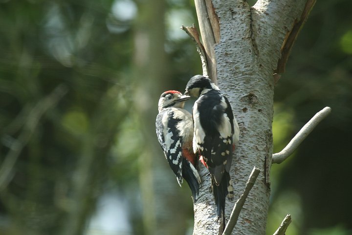 �A�J�Q���c���i���j�ƕ�e�i�E�j