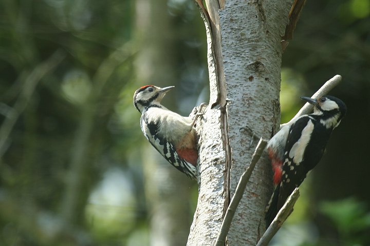 �A�J�Q���c���i���j�ƕ�e�i�E�j