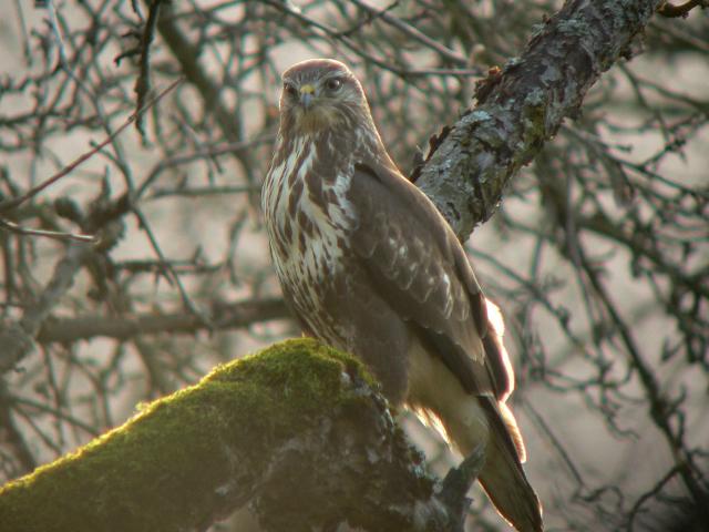 �m�X���̗c��