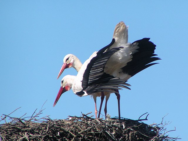 �V���o�V�R�E�i�R�E�m�g���j