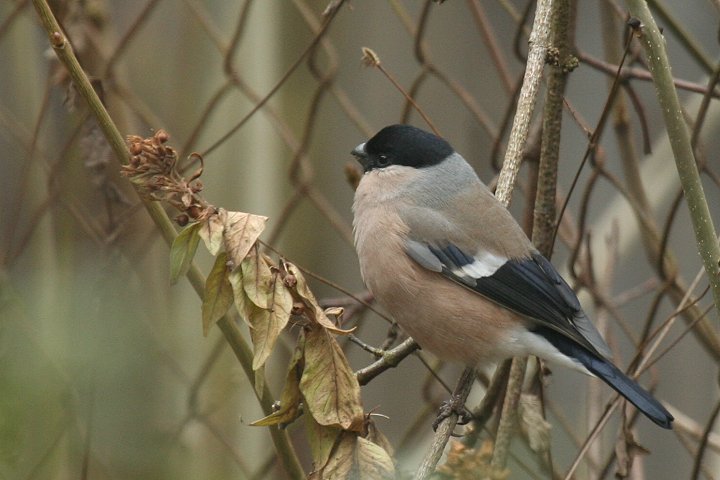 �E�\�i���j�̃��X