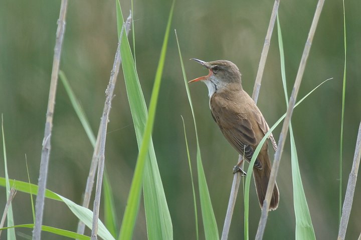 �I�I���V�L��