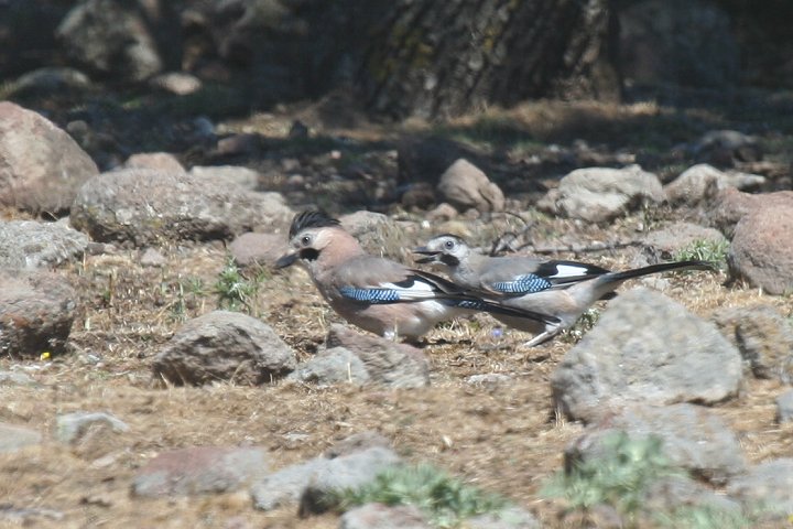 �J�P�X�̒��ߓ�����A�e�q