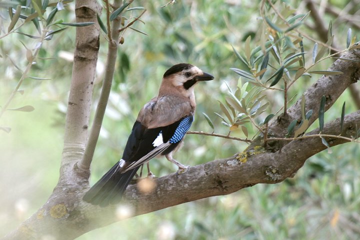 �J�P�X�̒��ߓ�����