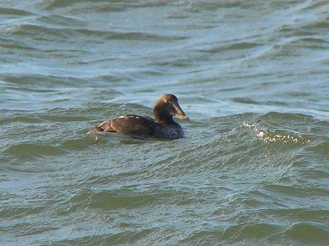 �z���P���^�K��