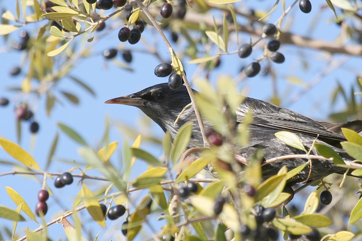 ���W�z�V���N�h��