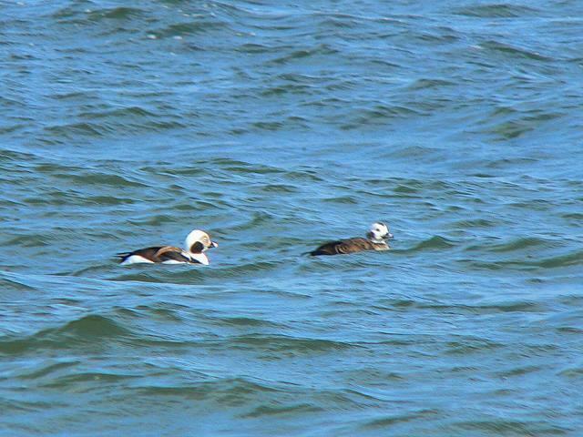 �R�I���K�����Ɓ��i�ɐB�H�j