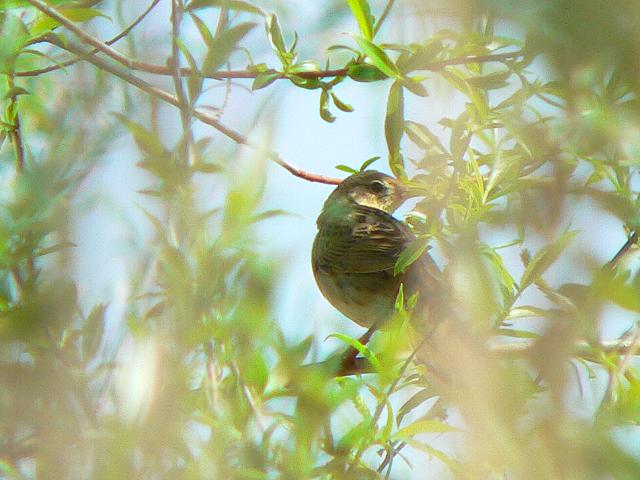 ���`�Z���j���E