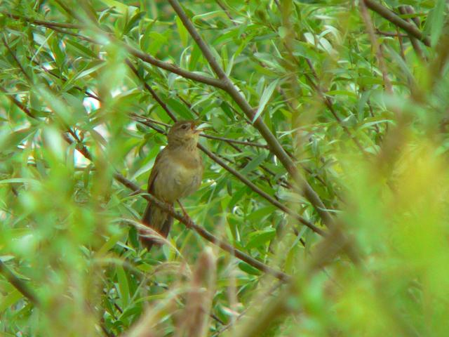 ���`�Z���j���E