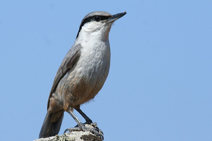 �C���S�W���E�J��