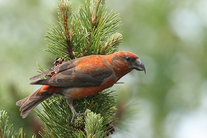 �C�X�J�́�