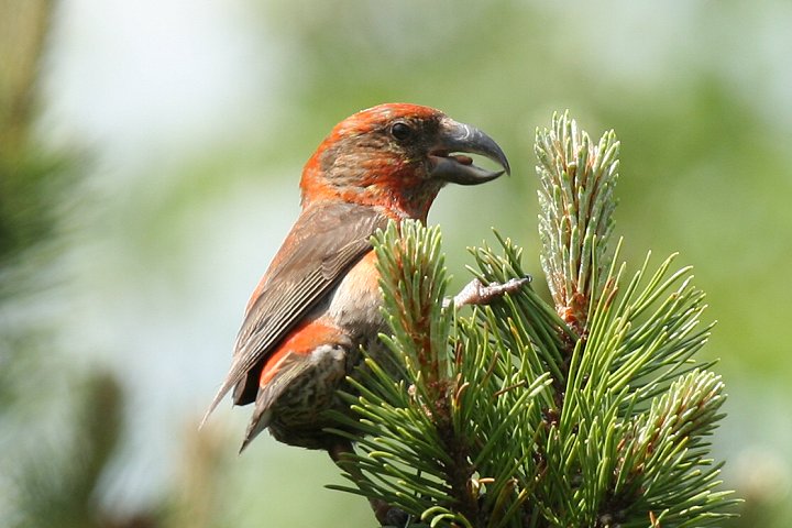 �C�X�J�́�