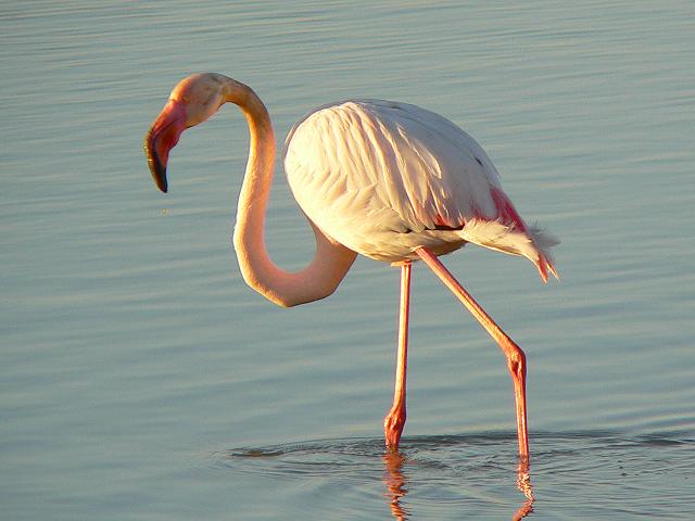 �t���~���S