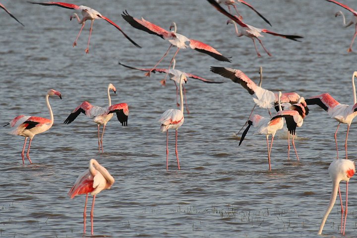 ���[���b�p�t���~���S