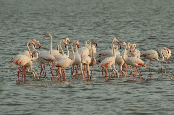 ���[���b�p�t���~���S