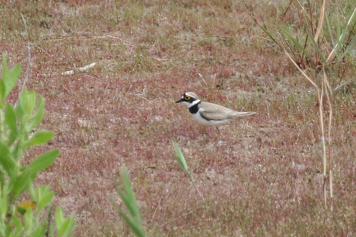 �R�`�h���i�ɐB�H�j