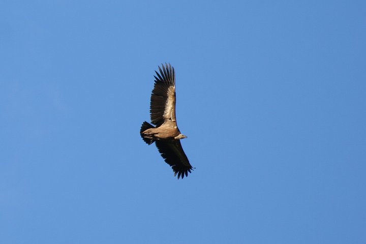 �V���G���n�Q���V