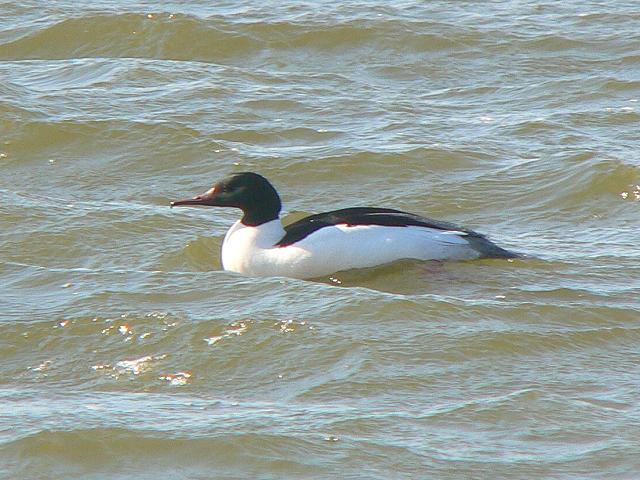 �J���A�C�T�́�