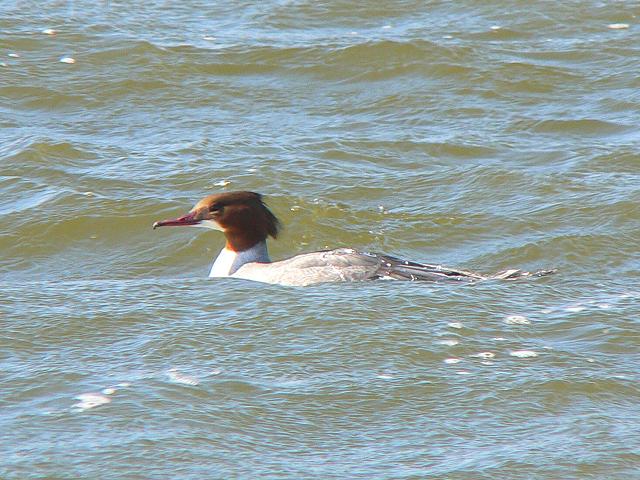 �J���A�C�T�́�