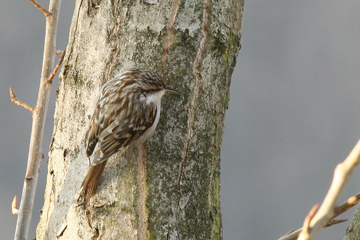 �^���V�L�o�V��