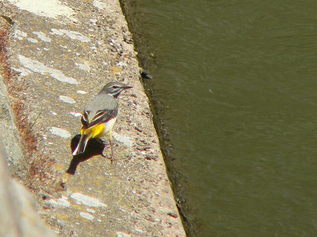 �L�Z�L���C�̃I�X