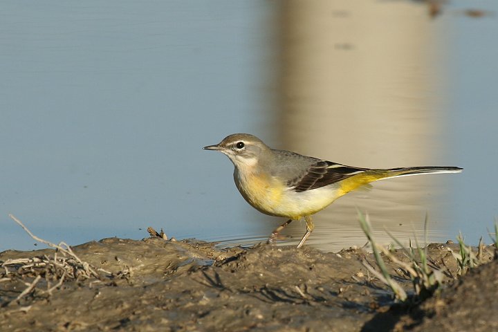 �L�Z�L���C�̃��X