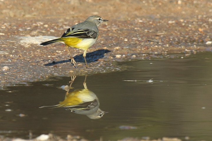 �L�Z�L���C�̃��X