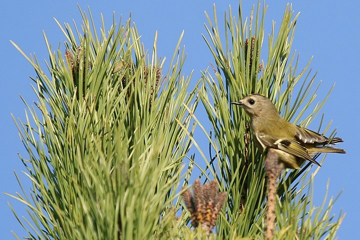 �L�N�C�^�_�L